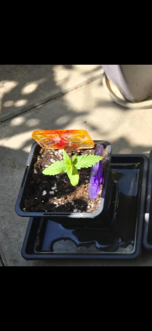 TropicanaCookies, LemonMuffin, TrueMints. Week 0