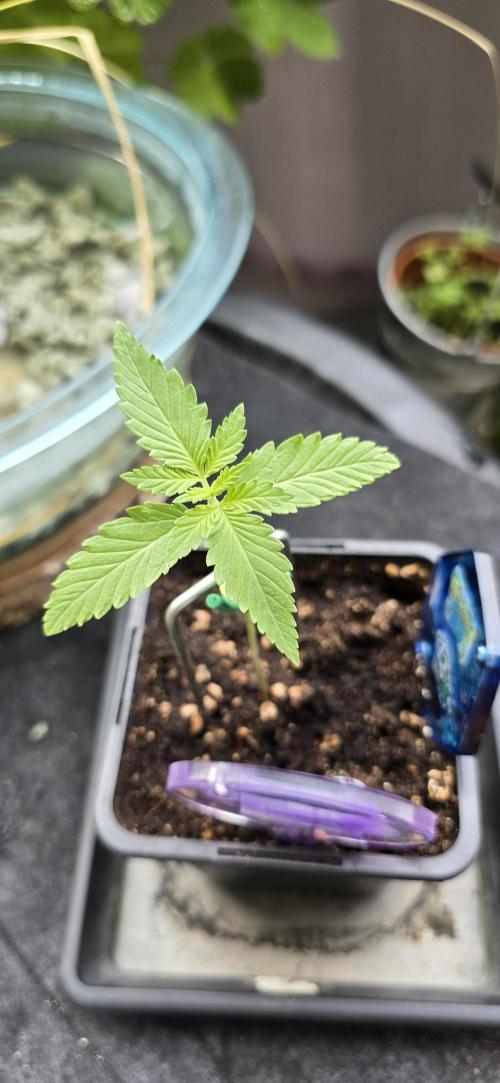 TropicanaCookies, LemonMuffin, TrueMints. Week 1