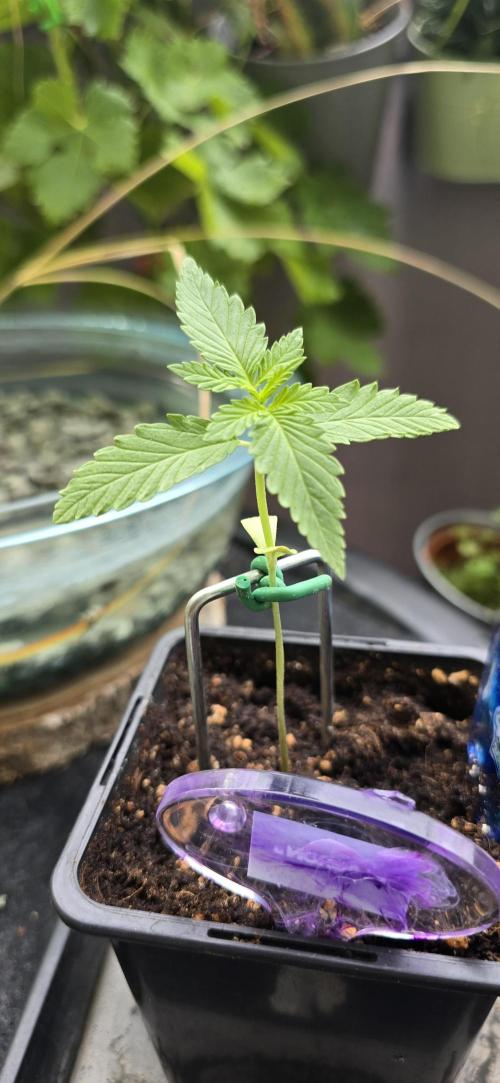 TropicanaCookies, LemonMuffin, TrueMints. Week 1