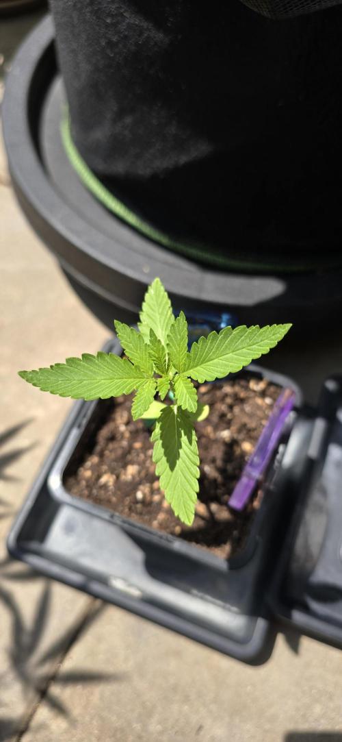 TropicanaCookies, LemonMuffin, TrueMints. Week 1