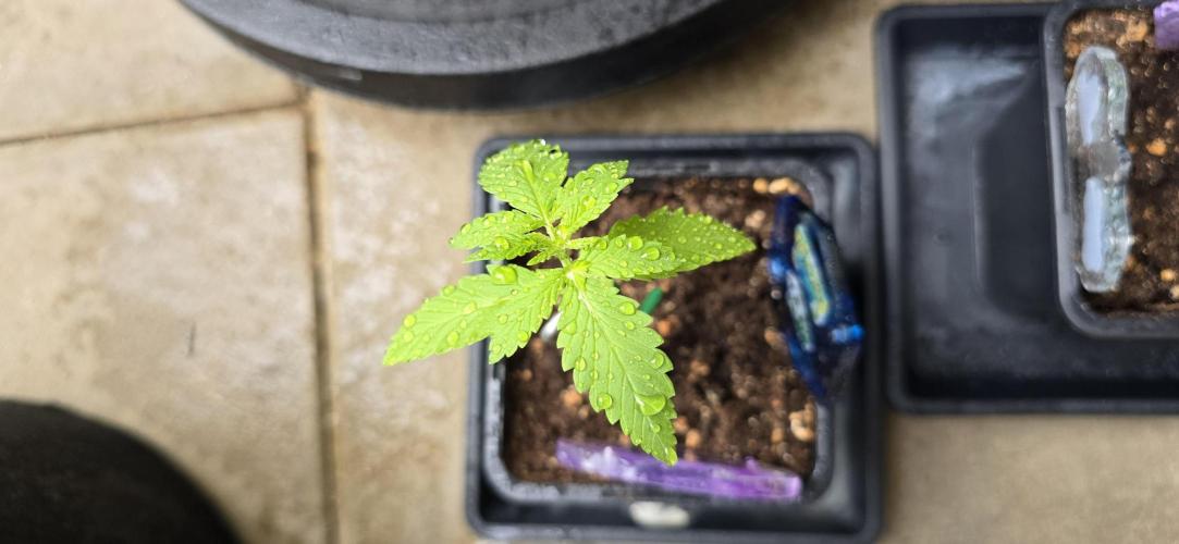 TropicanaCookies, LemonMuffin, TrueMints. Week 1
