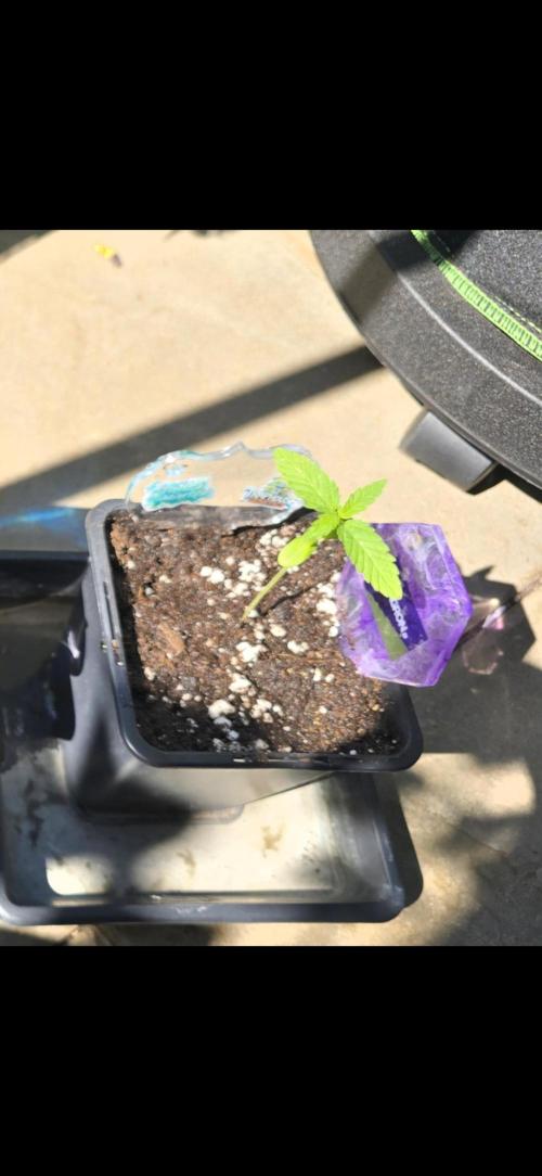 TropicanaCookies, LemonMuffin, TrueMints. Week 1