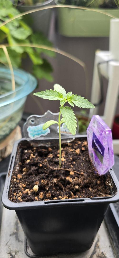 TropicanaCookies, LemonMuffin, TrueMints. Week 1