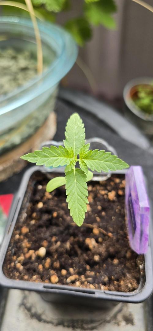 TropicanaCookies, LemonMuffin, TrueMints. Week 1