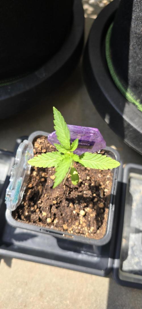 TropicanaCookies, LemonMuffin, TrueMints. Week 1