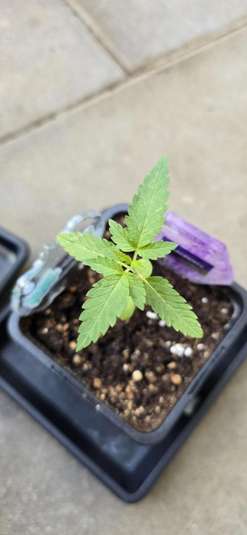 TropicanaCookies, LemonMuffin, TrueMints. Week 1