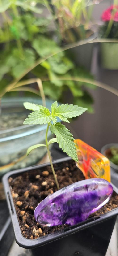 TropicanaCookies, LemonMuffin, TrueMints. Week 1