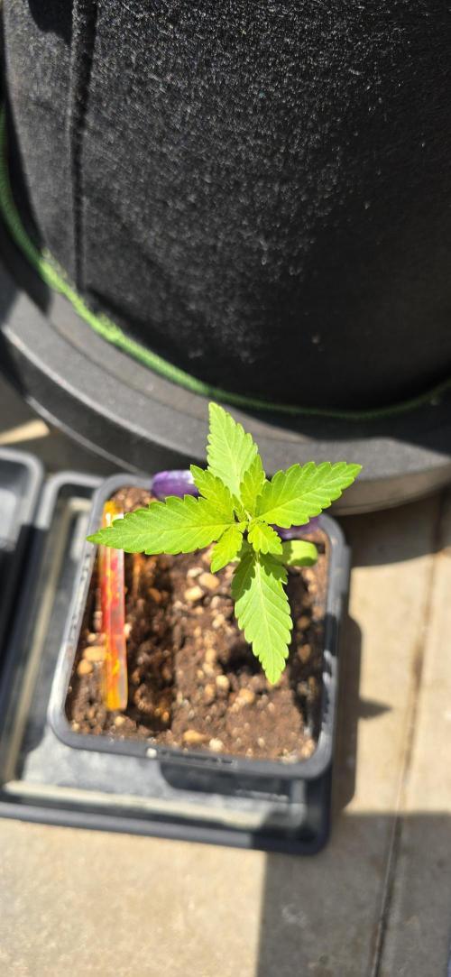 TropicanaCookies, LemonMuffin, TrueMints. Week 1