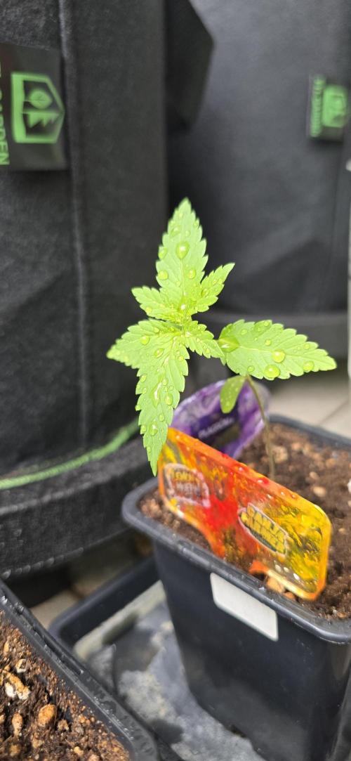 TropicanaCookies, LemonMuffin, TrueMints. Week 1