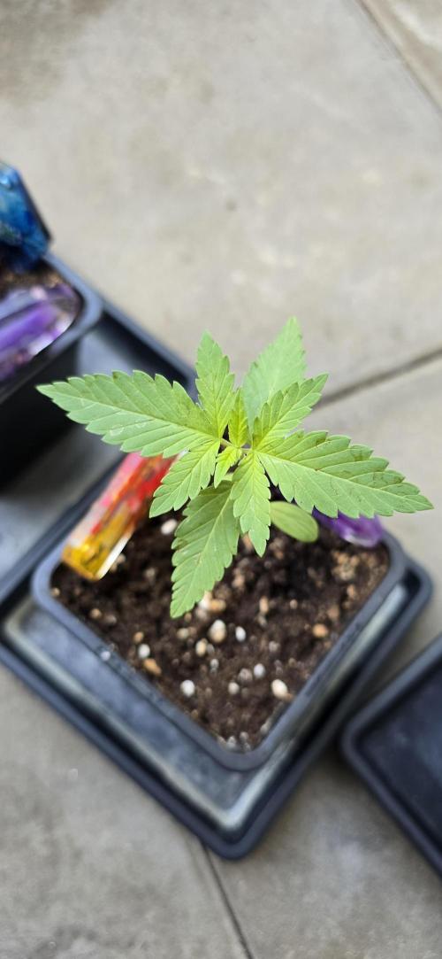 TropicanaCookies, LemonMuffin, TrueMints. Week 1