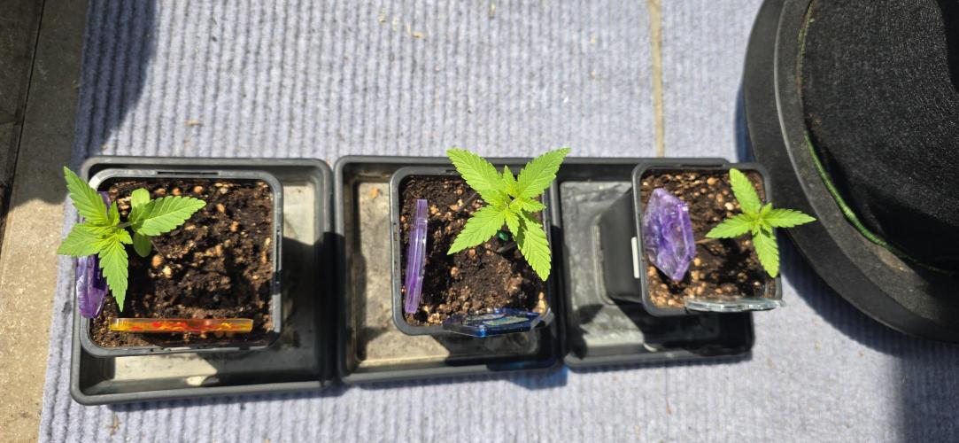 TropicanaCookies, LemonMuffin, TrueMints. Week 1