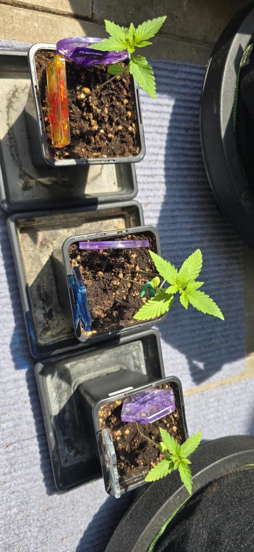 TropicanaCookies, LemonMuffin, TrueMints. Week 1