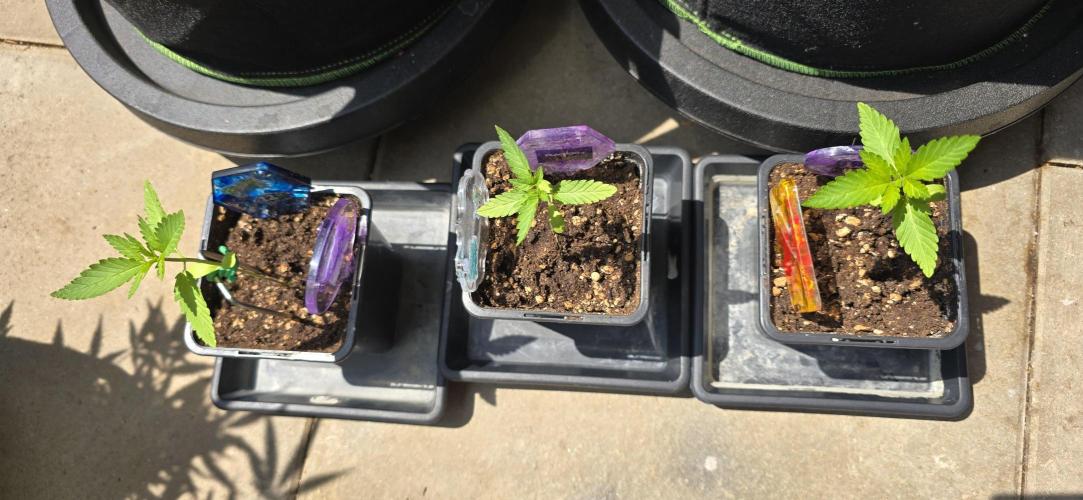 TropicanaCookies, LemonMuffin, TrueMints. Week 1