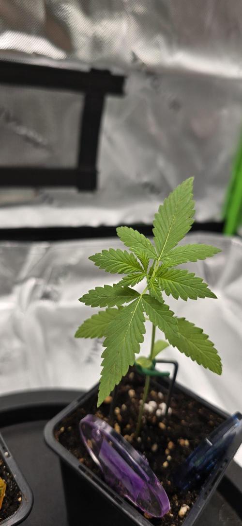 TropicanaCookies, LemonMuffin, TrueMints. Week 2