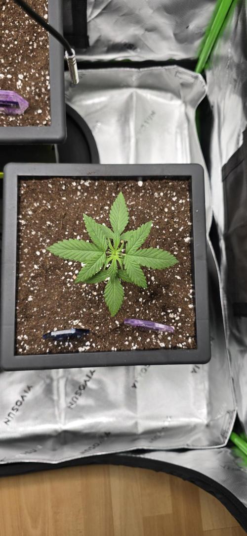 TropicanaCookies, LemonMuffin, TrueMints. Week 2