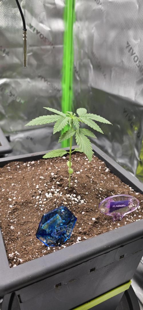TropicanaCookies, LemonMuffin, TrueMints. Week 2