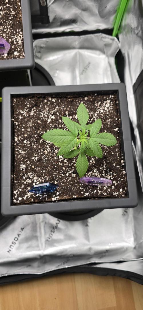TropicanaCookies, LemonMuffin, TrueMints. Week 2