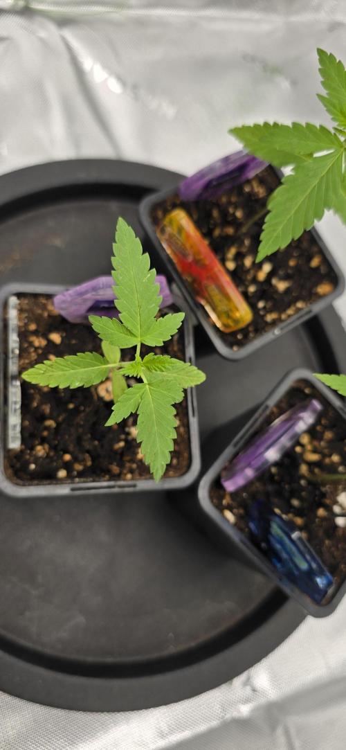 TropicanaCookies, LemonMuffin, TrueMints. Week 2