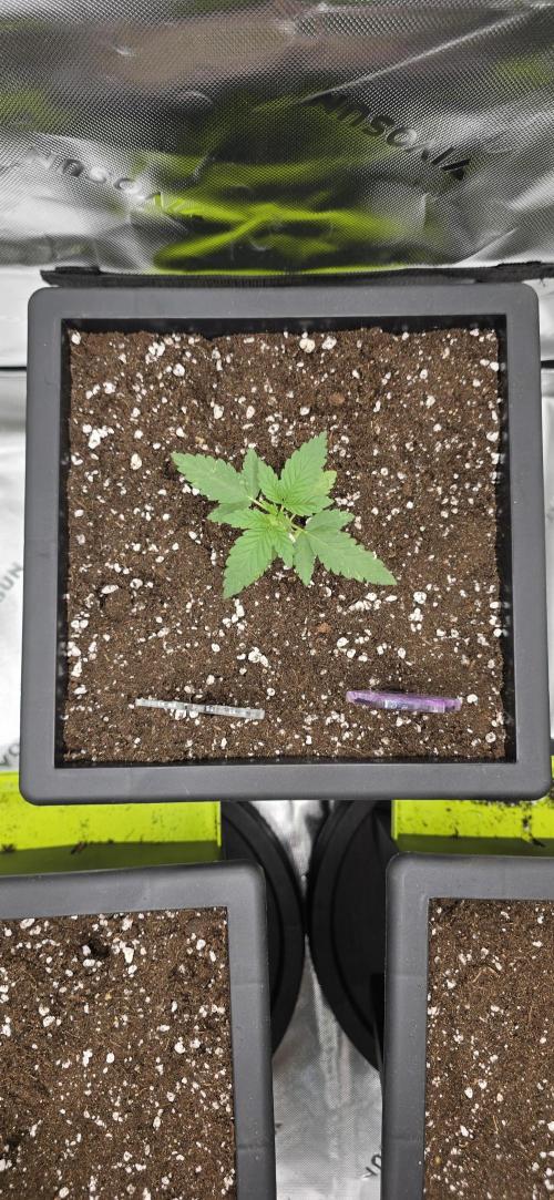 TropicanaCookies, LemonMuffin, TrueMints. Week 2