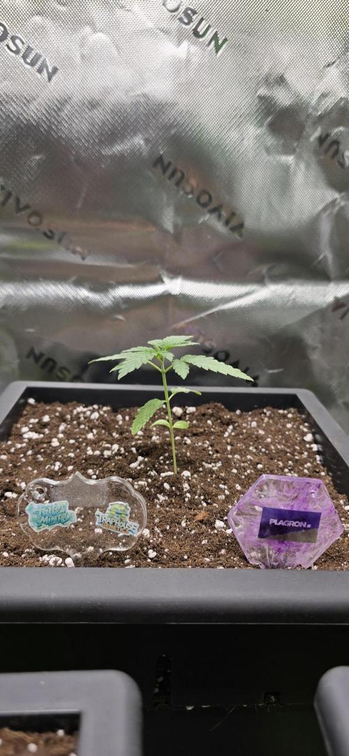 TropicanaCookies, LemonMuffin, TrueMints. Week 2
