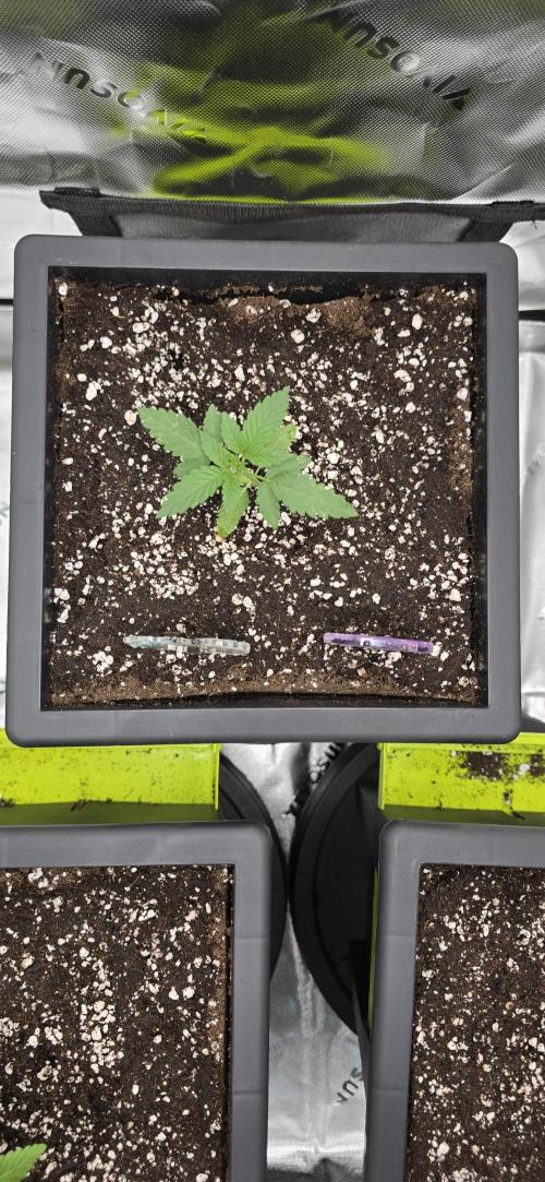 TropicanaCookies, LemonMuffin, TrueMints. Week 2