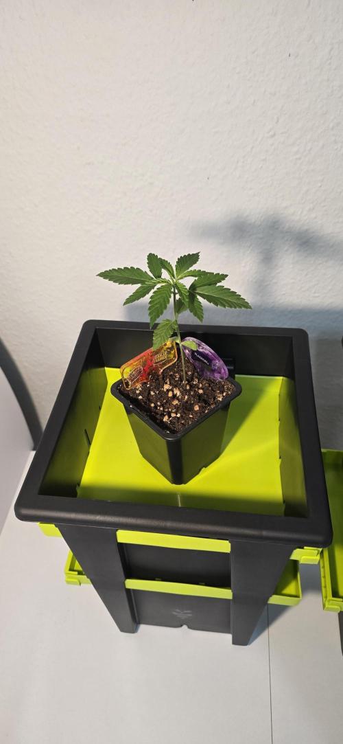 TropicanaCookies, LemonMuffin, TrueMints. Week 2