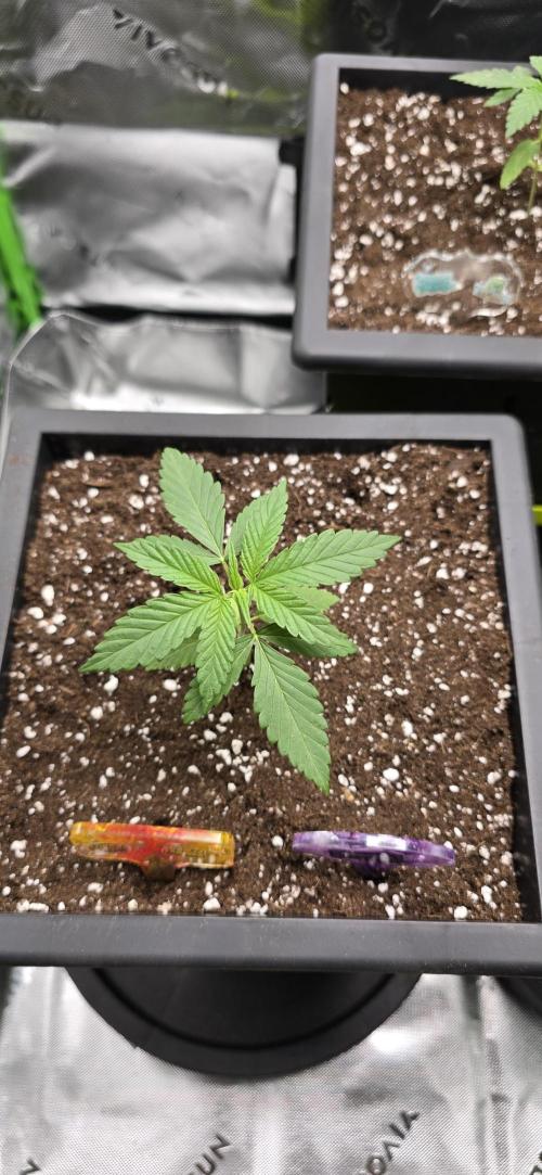 TropicanaCookies, LemonMuffin, TrueMints. Week 2
