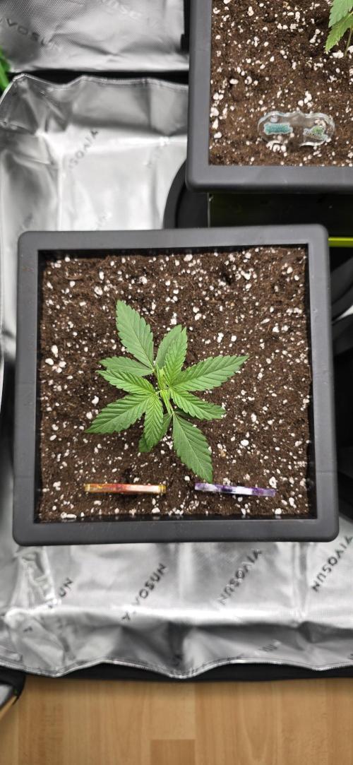 TropicanaCookies, LemonMuffin, TrueMints. Week 2