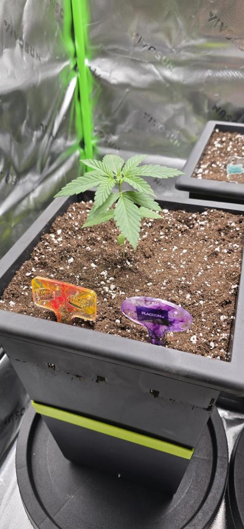 TropicanaCookies, LemonMuffin, TrueMints. Week 2