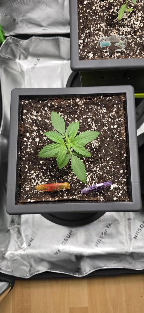 TropicanaCookies, LemonMuffin, TrueMints. Week 2