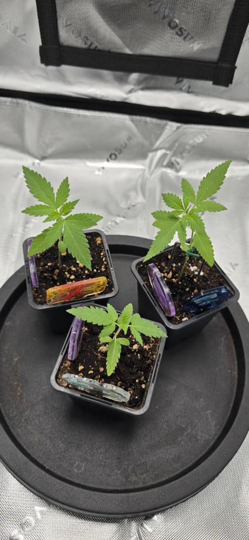TropicanaCookies, LemonMuffin, TrueMints. Week 2