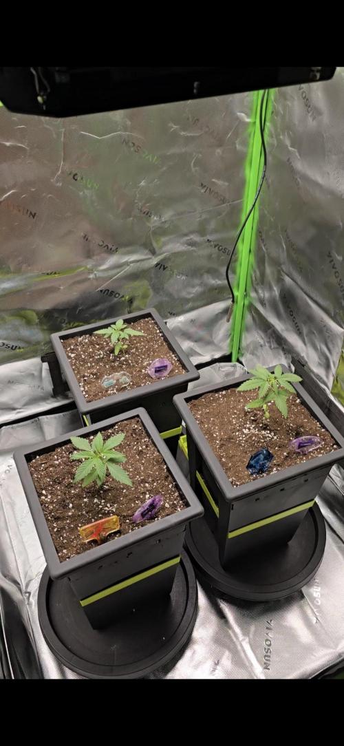 TropicanaCookies, LemonMuffin, TrueMints. Week 2