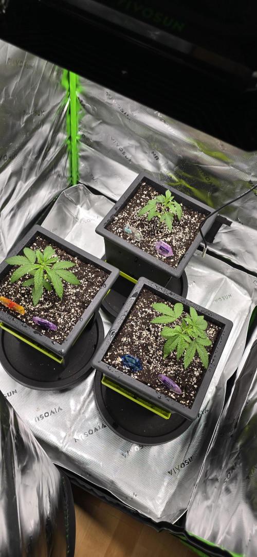 TropicanaCookies, LemonMuffin, TrueMints. Week 2