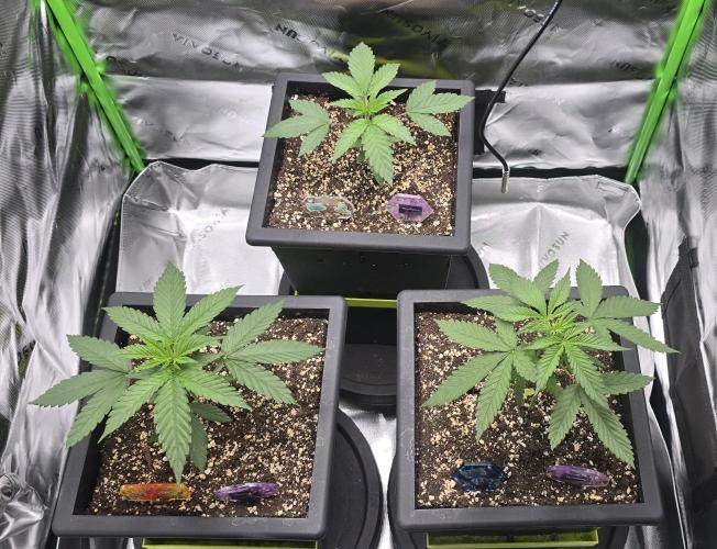 TropicanaCookies, LemonMuffin, TrueMints. Week 2