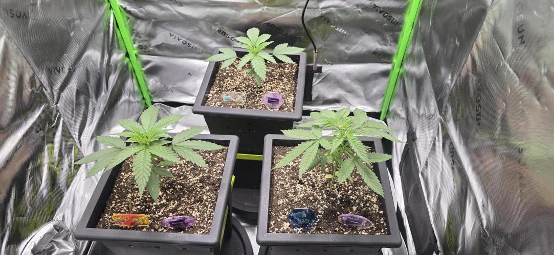 TropicanaCookies, LemonMuffin, TrueMints. Week 2