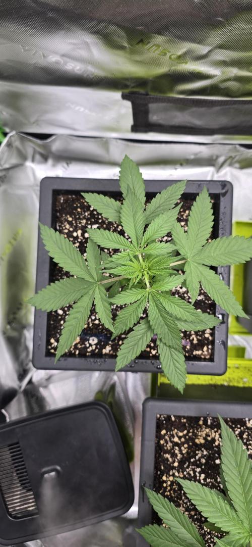TropicanaCookies, LemonMuffin, TrueMints. Week 3