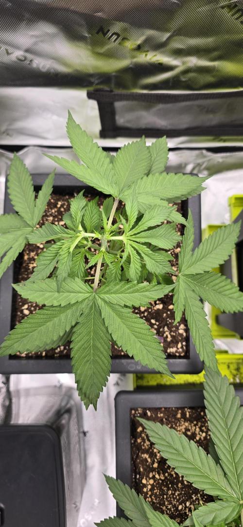 TropicanaCookies, LemonMuffin, TrueMints. Week 3