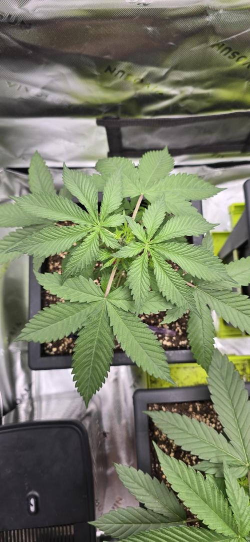 TropicanaCookies, LemonMuffin, TrueMints. Week 3