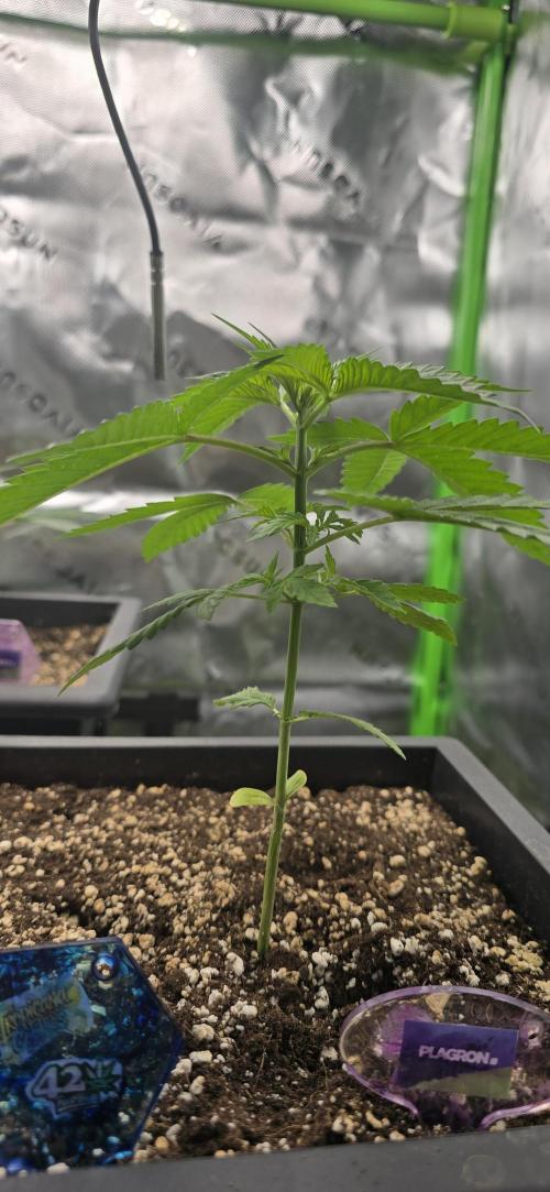 TropicanaCookies, LemonMuffin, TrueMints. Week 3