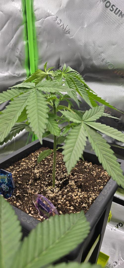 TropicanaCookies, LemonMuffin, TrueMints. Week 3
