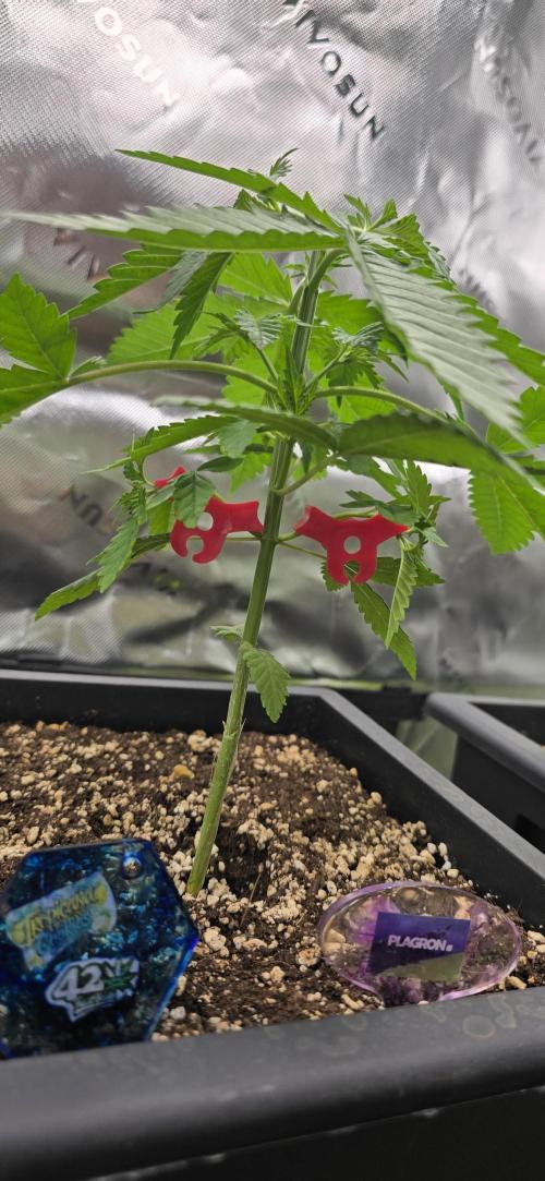 TropicanaCookies, LemonMuffin, TrueMints. Week 3
