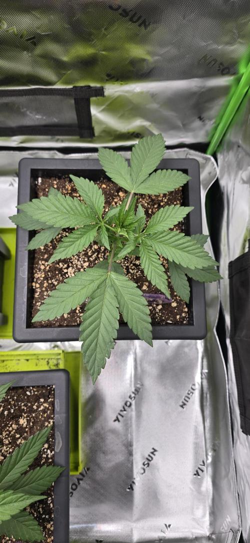 TropicanaCookies, LemonMuffin, TrueMints. Week 3