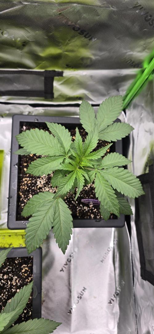TropicanaCookies, LemonMuffin, TrueMints. Week 3