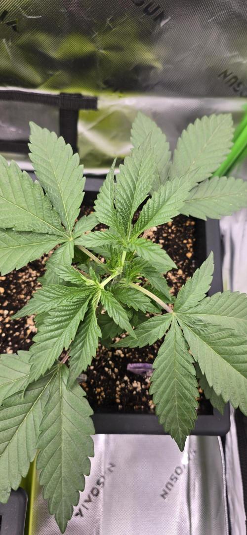 TropicanaCookies, LemonMuffin, TrueMints. Week 3