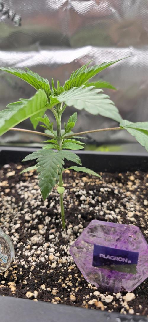 TropicanaCookies, LemonMuffin, TrueMints. Week 3