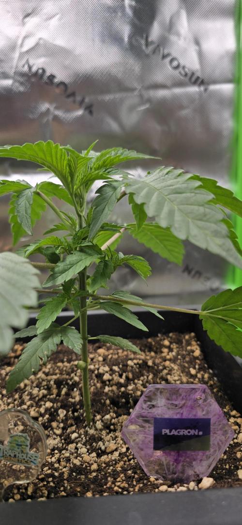 TropicanaCookies, LemonMuffin, TrueMints. Week 3