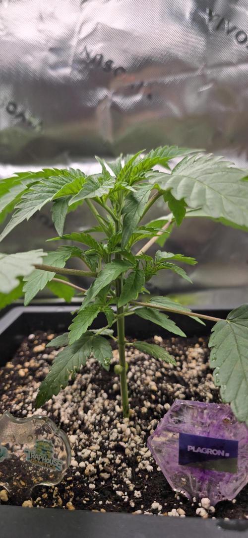 TropicanaCookies, LemonMuffin, TrueMints. Week 3