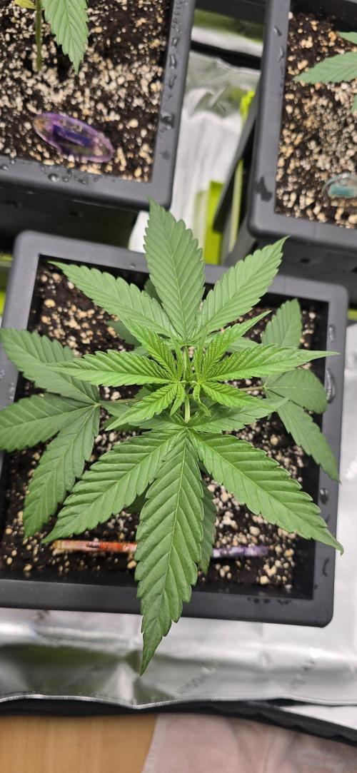 TropicanaCookies, LemonMuffin, TrueMints. Week 3