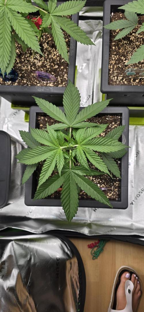 TropicanaCookies, LemonMuffin, TrueMints. Week 3