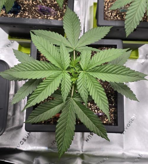 TropicanaCookies, LemonMuffin, TrueMints. Week 3